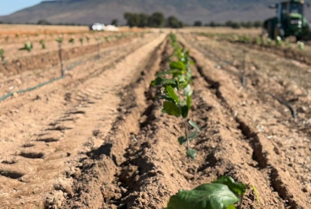Cacau de Rondônia Bombando! Produção Cresce e Irrigação de Precisão Impulsiona o Futuro