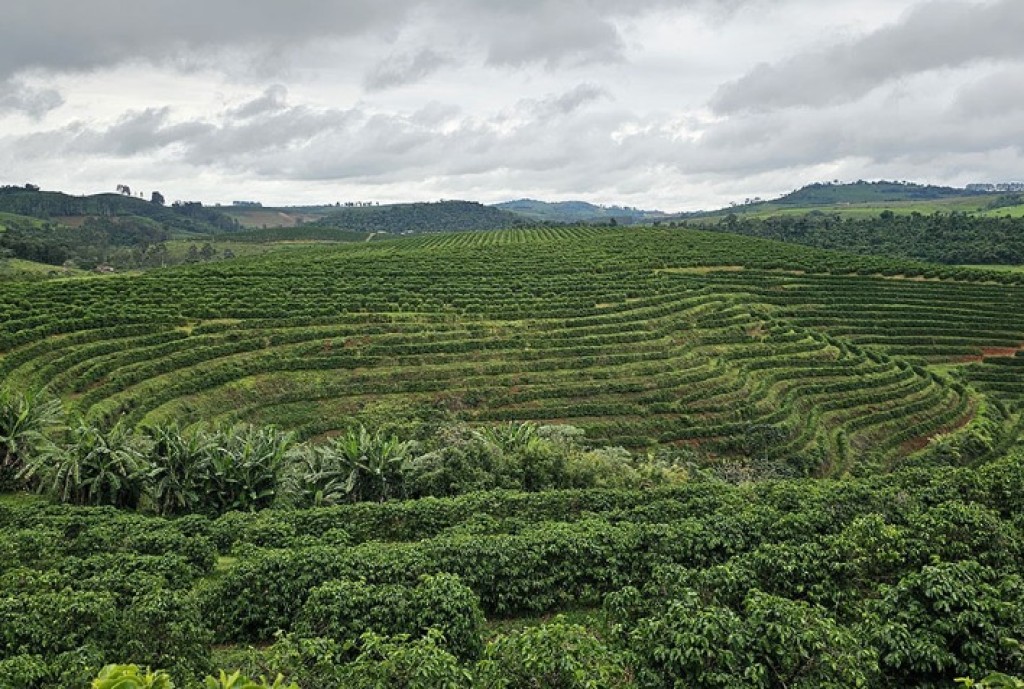 Revolução no Campo: IA Mapeia Cafezais com Precisão Absoluta e Salva a Produção!